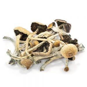 Amazonian Cubensis Mushroom Kit UK | Trusted