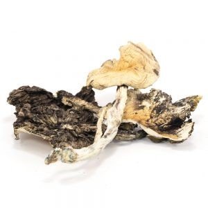 Brazilian Cubensis Grow Kit UK | Trusted Supplier