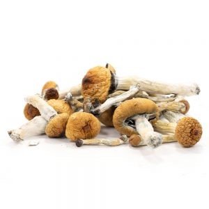 Golden Teacher Mushroom Grow Kit UK | Trusted