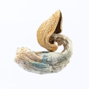 Blue Goba Mushroom Grow Kit UK | Trusted