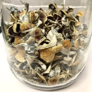 Psilocybe Azurescens 1 oZ