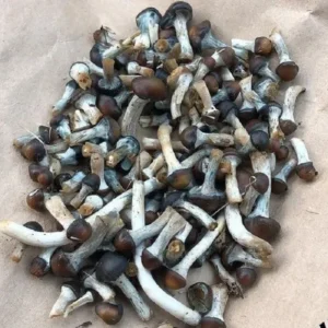 Psilocybe Baecoystis 1 oZ