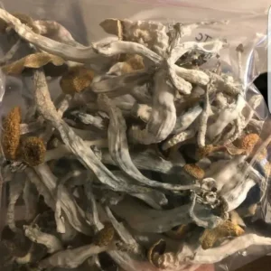 Psilocybe Cubensis 1oZ