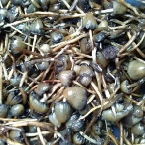 Psilocybe Semilanceata 1oZ