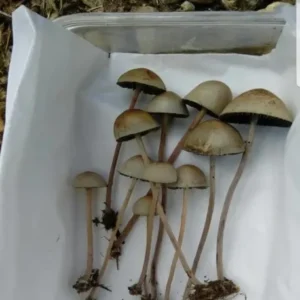 Psilocybe Mexicana 1oZ