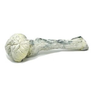 RUSTY WHITE MAGIC MUSHROOMS ONLINE