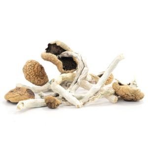 Arenal Volcano Mushroom Grow Kit UK | Trusted Supplier